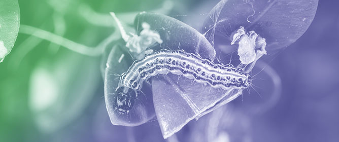 Translocation of Insecticidal Bt Protein in Transgrafted Plants