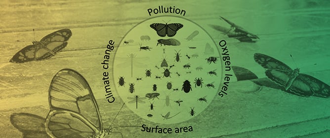 Insect Decline in the Anthropocene