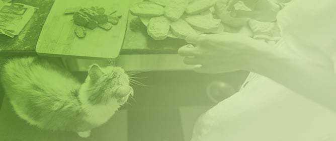 Dietary and Fecal Microbial Transplant Treatments on Fecal Characteristics and Microbiota of Cats Given Metronidazole