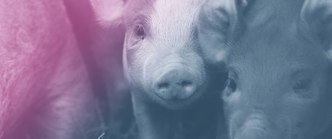 Dietary Organic Selenium Supplementation for Weaned Piglets Challenged with Deoxynivalenol