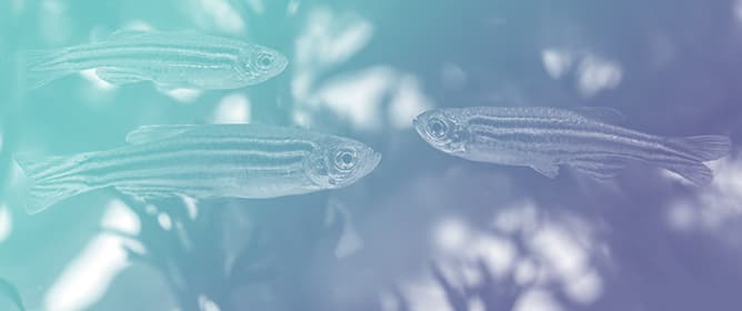 <strong></strong>Eyes Wide Open: Assessing Early Visual Behavior in Zebrafish Larvae