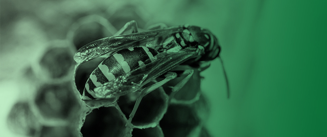 The Heat Shock Response under Natural Conditions