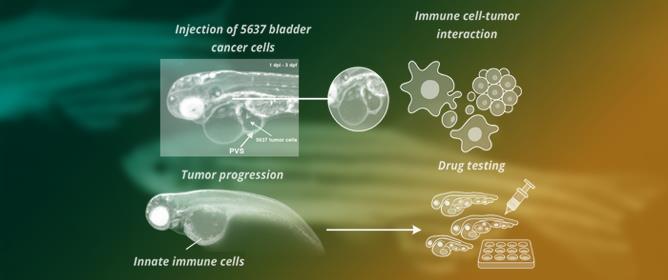 Zebrafish as a Model for Translational Immuno-Oncology