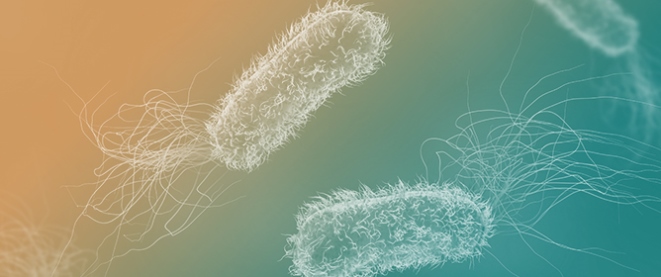 In Vitro Evaluation of the Effectiveness of a Commercial Enzymatic Product Against <em>Pseudomonas aeruginosa</em> Biofilms According to the Parameters of Use