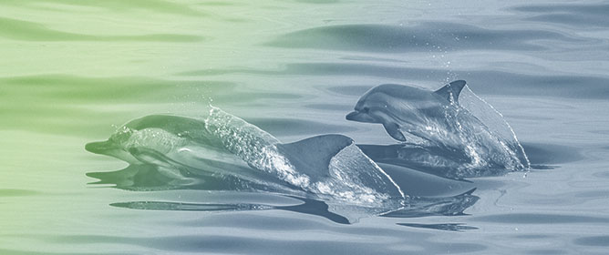 Histological and Proteomic Approaches to Assessing the Adrenal Stress Response in Common Dolphins (<em>Delphinus delphis</em>)