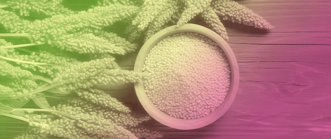 Osmopriming Increases Seed Germination of <em>Amaranthus cruentus</em> (L.)