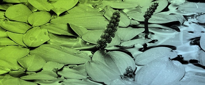 Different Germination Strategies Displayed by Three <em>Potamogeton</em> Species: <em>P. natans</em>, <em>P. lucens</em>, and <em>P. pectinatus</em>