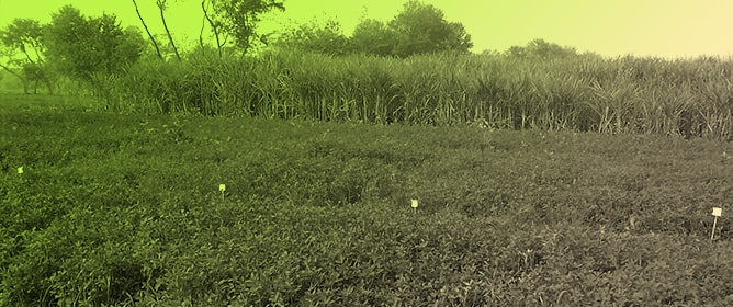 Empowering Smallholder Farmers by Integrating Participatory Research and Establishing Village-Based Forage Seed Enterprises to Enhance On-Farm Productivity and Local Seed Supply