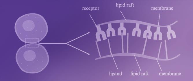 Interplay Between Membrane Adhesion and Distribution of Lipid Rafts