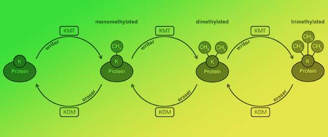Uncovering Enzyme-Specific Post-Translational Modifications: An Overview of Current Methods