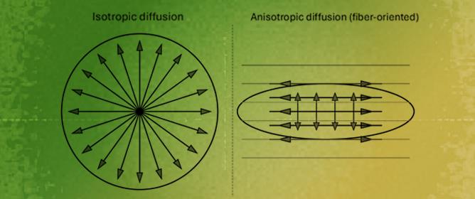 Diffusion Basis Restricted Fraction as a Putative Magnetic Resonance Imaging Marker of Neuroinflammation: Histological Evidence, Diagnostic Accuracy, and Translational Potential