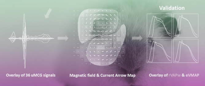 Non-Invasive Mapping of Ventricular Action Potential Reconstructed from Contactless Magnetocardiographic Recordings in Intact and Conscious Guinea Pigs