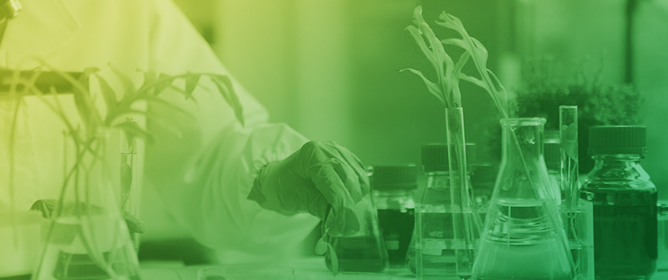 Plant Tissue Culture In Vitro: A Long Journey with Lingering Challenges