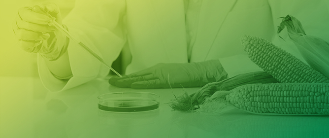 Maize EPSPS Variants with Improved Glyphosate Tolerance