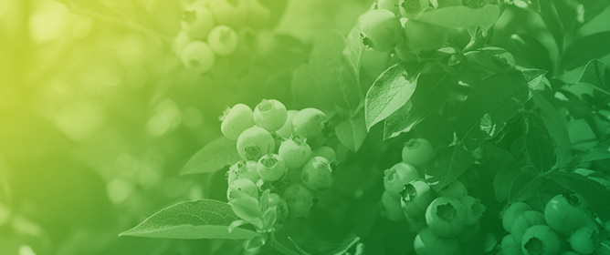 Biotechnological and Genomic Applications in the Conservation of Native Blueberries in Natural Habitats