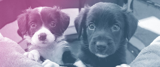 Factors Associated with Puppy Training Class Attendance