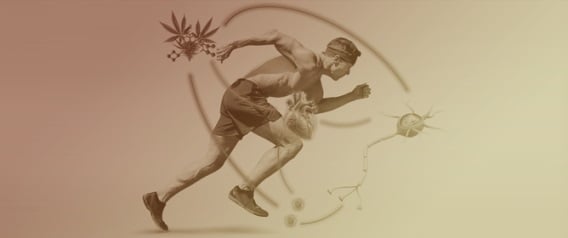 Considering the Effects of Cannabinoids and Exercise on the Brain: A Narrative Review