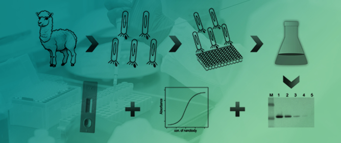 Isolation of an Anti-hG-CSF Nanobody and Its Application in Quantitation and Rapid Detection of hG-CSF in Pharmaceutical Testing