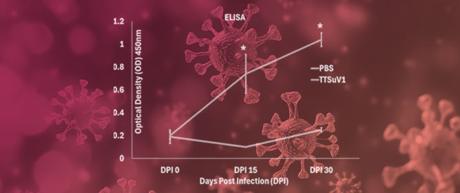 Immune Responses and Replication of Rescued Torque Teno Virus (TTSuV1) in Mice