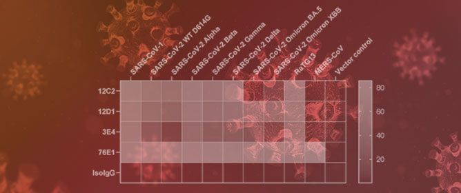 Broadly Sarbecovirus-Neutralizing Antibodies Induced by Ancestral SARS-CoV-2 Infection