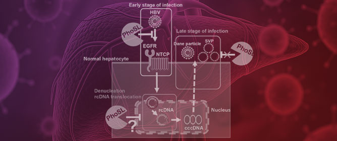 Potential for Core Fucose-Targeted Therapy Against HBV Infection of Human Normal Hepatocytes