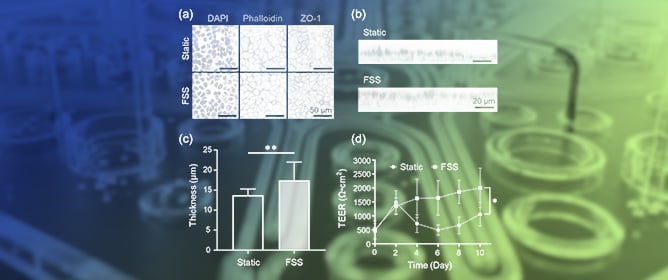 The Fluidic Shear Stress Loading Method Enables Mechanobiological Stimulation in an On-Chip Pump-Integrated Microphysiological System