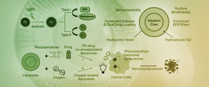 Multifunctional Liposomes: Smart Nanomaterials for Enhanced Photodynamic Therapy