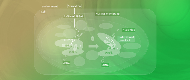 Starvation Signal Reaches KDM2A in Nucleolus