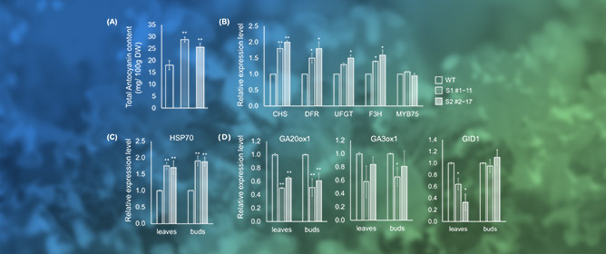 LsSOC1 Knockout Delays Bolting in Lettuce