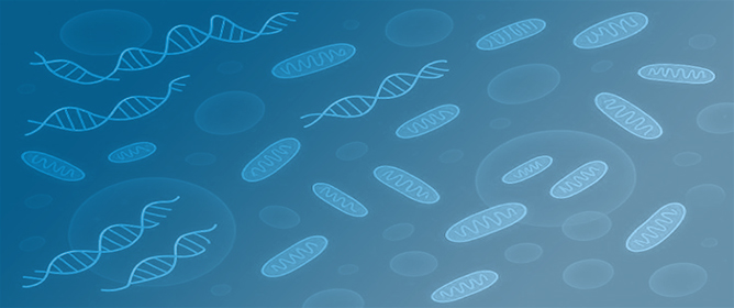 Cell-Free Mitochondrial DNA in Culture Supernatant