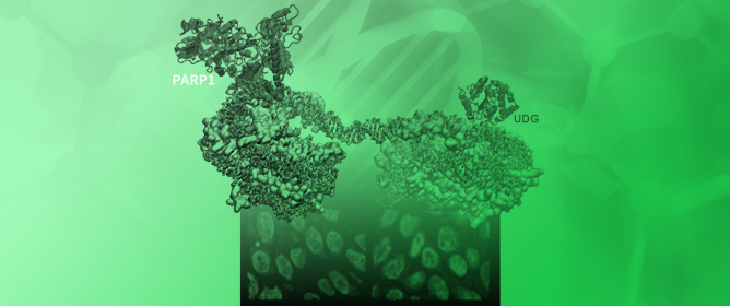DNA Damage Recognition by UDG and PARP1 in the Nucleosome