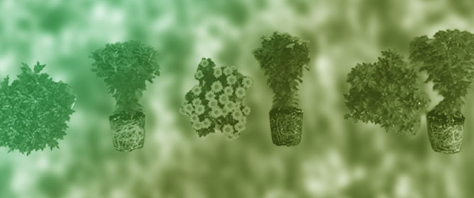 High-Blue/Low-Red Mixed Light Modulates Photoperiodic Flowering in Chrysanthemum via Photoreceptor and Sugar Pathways