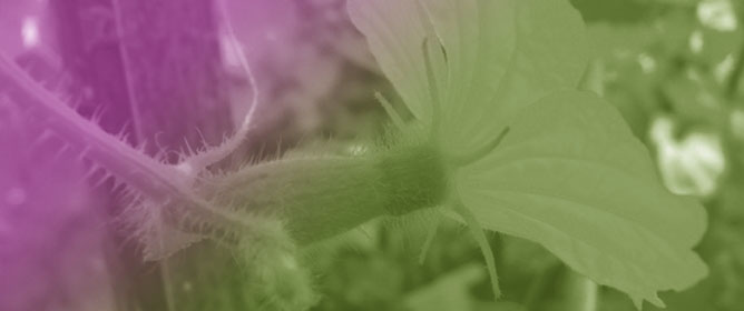 Floral Characteristics and Reproductive Biology in Brazilian Melon Accessions: Insights from Commercial and Exotic Varieties