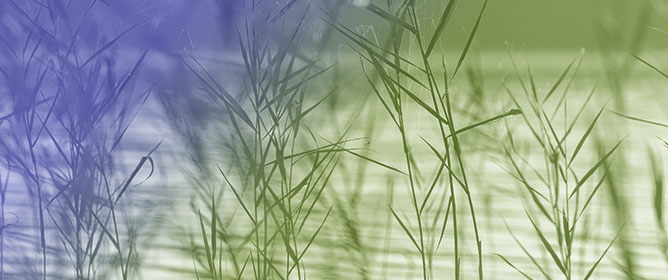 Current Assessment and Future Perspectives on Phytoremediation of Heavy Metals