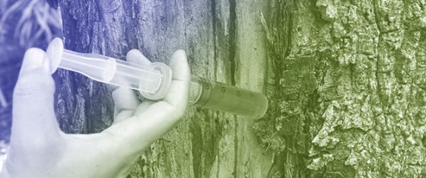 Tree Endotherapy: A Comprehensive Review of the Benefits and Drawbacks of Trunk Injection Treatments in Tree Care and Protection