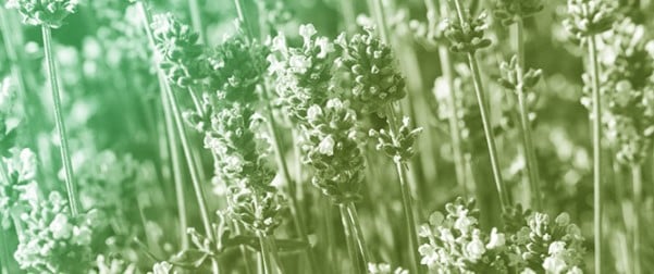 Synergistic Effects of <em>Lavandula angustifolia</em> and a Bacterial Consortium on Bioremediation of a Heavy Metal-Contaminated Soil