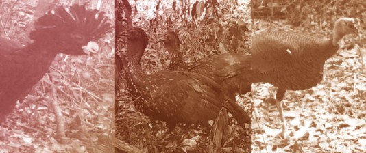 Birds of Game Abundances in Evergreen Forests in Calakmul Biosphere Reserve, Campeche, Mexico