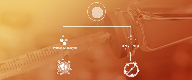 T-Cell-Based Universal Dengue Vaccine