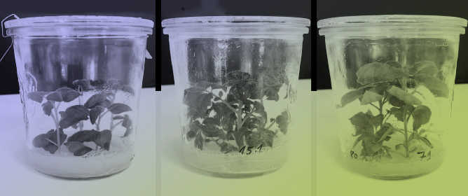 Compendium of <em>Agrobacterium</em>-Mediated Tissue Culture Transformation Methods of Various Solanaceae Species