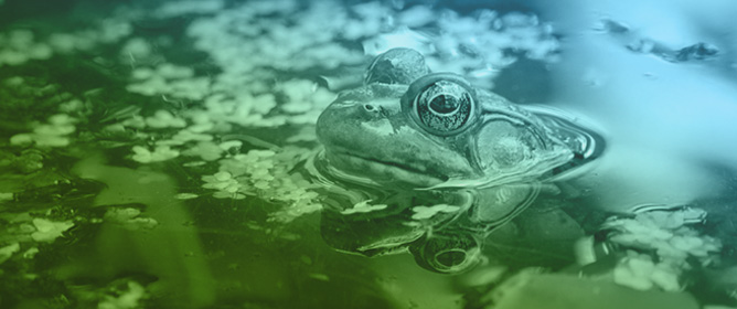 Identification and Validation of Operational Pain Indicators in Anurans