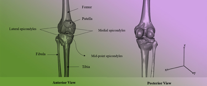 Knee Joint Biomechanics: AnyBody&ndash;Abaqus Integration