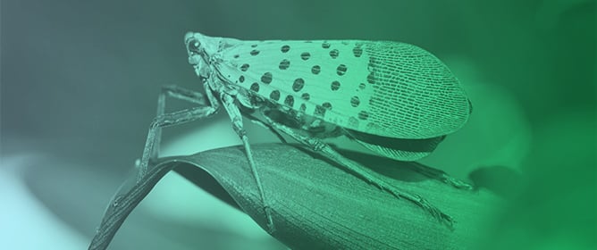 Modeling the Phenology and Establishment Risk of the Spotted Lanternfly