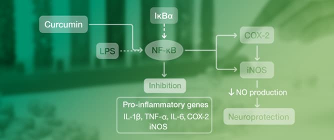 Curcumin&rsquo;s Neuroprotective Role: From Molecular Mechanisms to Clinical Translation
