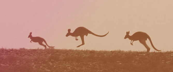 Who Eats the Grass&mdash;Wild Kangaroos, Feral Goats and Rabbits, and Domestic Sheep on an Arid Australian Rangeland?