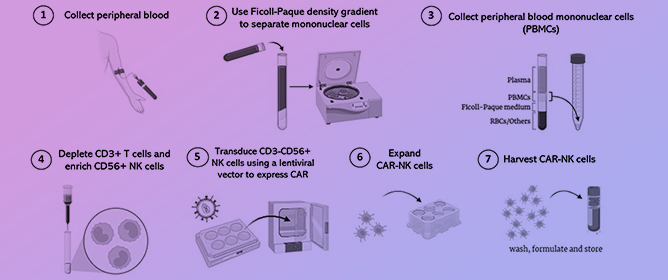 A Scalable Protocol for Ex Vivo Production of CAR-Engineered Human NK Cells