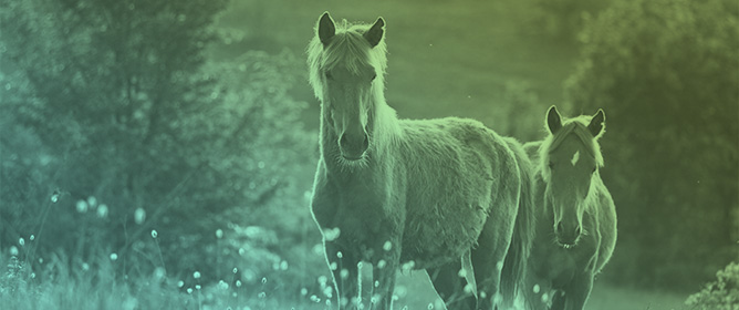 Understanding Insect Bite Hypersensitivity in Horses: A Narrative Review for Clinical Practice