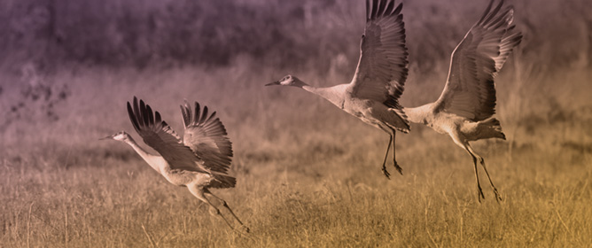 Habitat Trends for Cranes in the Central Valley of California