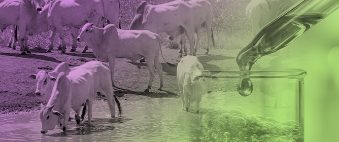 Heavy Metal Accumulation in Cattle from Western Par&aacute;: Human Health Risk Assessment