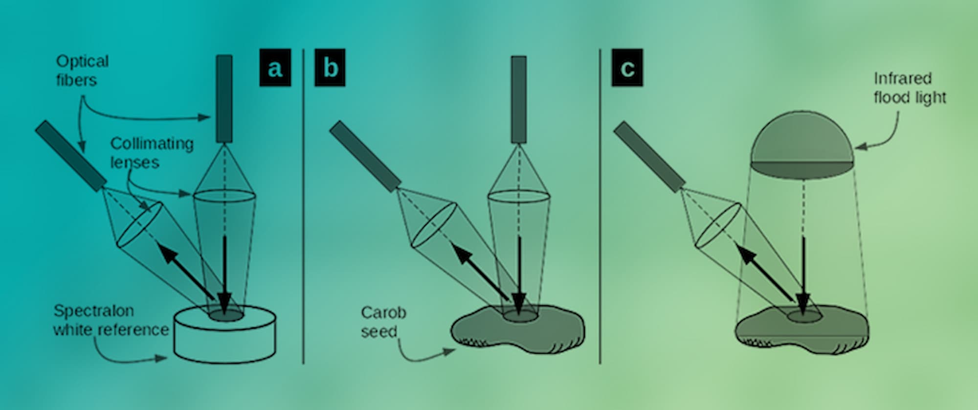 Shedding Light on Carob Seeds: A Non-Destructive Approach to Assess Dehusking Efficiency Using Diffuse Reflectance Spectroscopy and Kubelka&ndash;Munk Theory