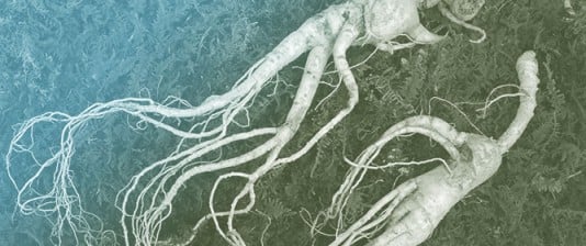 Comparative Analysis of Morphological, Histological, and Metabolic Differences of <em>In Vitro</em>- and <em>Ex Vitro</em>-Grown <em>Panax ginseng</em>
